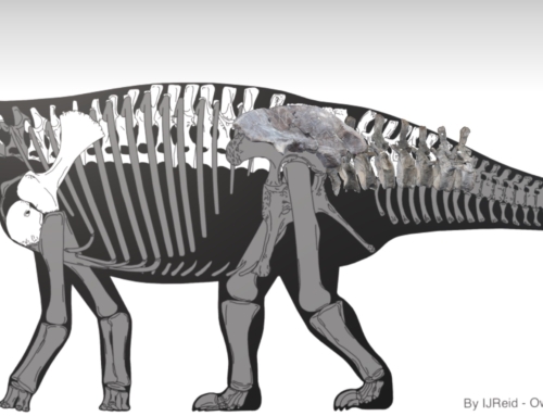 New 3D Scholarly Edition: Muffin’s Journey