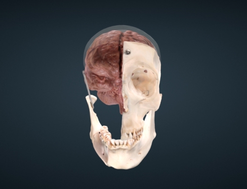 New 3D Scholarly Edition: Cranial Nerves